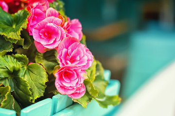Flowers of pink begonia adorn the streets of the summer city.
