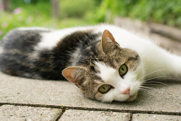 Cute white cat outdoors  laying on the floor staring with furr