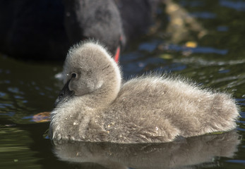 A little black swan in the pond. Against the background of a caring parent.