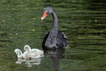 Obraz premium A black swan with his two little ones in the pond. (Cygnus atratus)