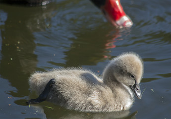 Baby swan in the lake. Against the background of a parent red beak.