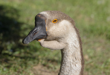 Portrait of an interesting goose profile