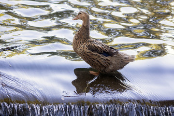 Duck standing on the threshold of water