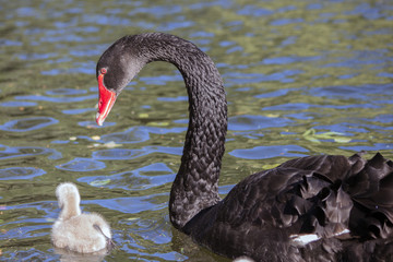 A black swan with his little one in the pond.