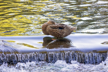 A duck sleeping on the threshold of the water.