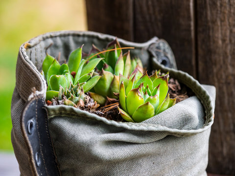 Old Canvas Boot, Shoe used as Planter, Succulent, Plant - Powered by Adobe