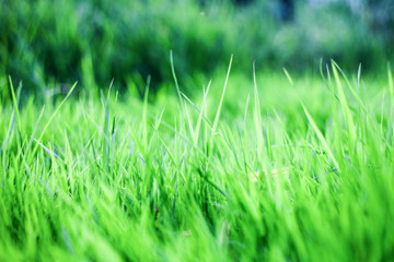 green grass background,the sun shines through the grass, texture of grass