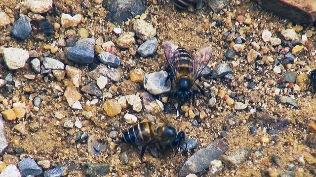 Bees search in gravel for mineral deposits. A small fight breaks out between species.
