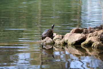 Chrysemys picta dorsalis in the Laghetto di Villa Borghese in Rome, Italy