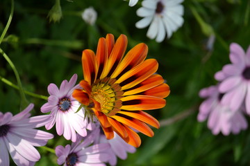Colori