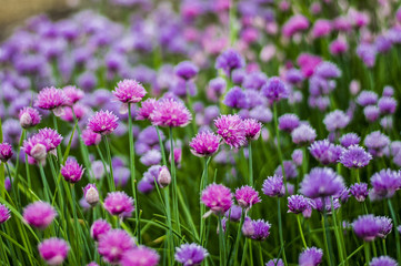 Fototapeta premium Wildflowers