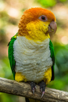 Green-thighed parrot, Bandung, West Java, Indonesia