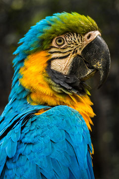 Portrait of a parrot, Ciawi, West Java, Indonesia