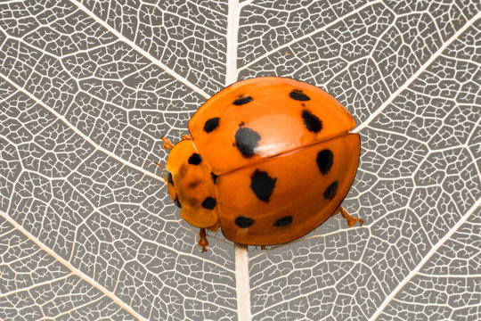 Close-up of a ladybug on a dry leaf, Jakarta, Indonesia