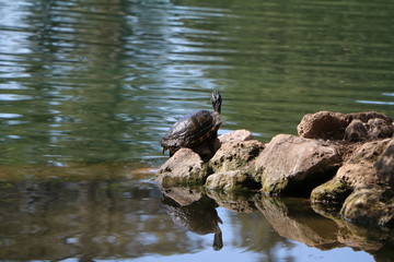 Chrysemys picta dorsalis in the Laghetto di Villa Borghese in Rome, Italy