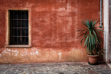 Red wall with palm
