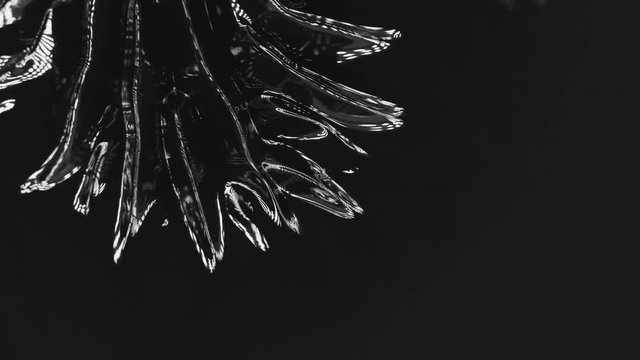 Ferrofluid In Motion