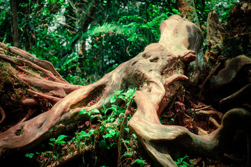 Lush vegetation of tropical rainforest