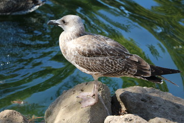 Fototapeta premium Seagall female in Park Villa Borghese in Rome, Italy
