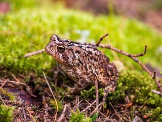 Toad on Green Mossy Ground, Close Up