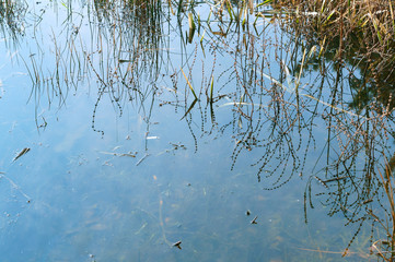 Swampy overgrown pond. Reflection of grass in the water.