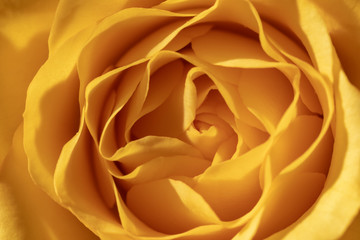 Obraz na płótnie Canvas A yellow rose close-up. Petals close-up. Bright yellow background. In full frame