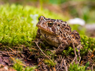 Toad on Green Mossy Ground, Close Up