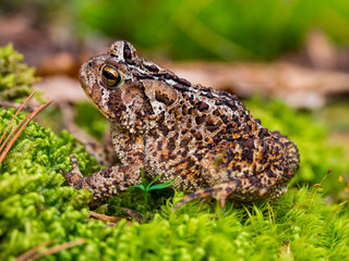 Toad on Green Mossy Ground, Close Up