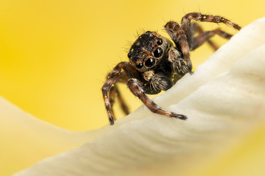 A brown jumping spider on the yellow petal in the yellow background