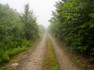 Plakat Foggy Dirt Road Though Green Forest