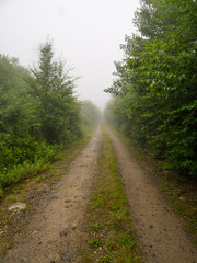 Fototapeta na wymiar Foggy Dirt Road Though Green Forest