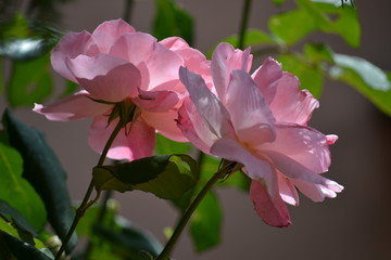 Rose rosa