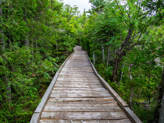 Boardwalk Through Lush Forest, Chimney Pond Trail, Baxter State Park