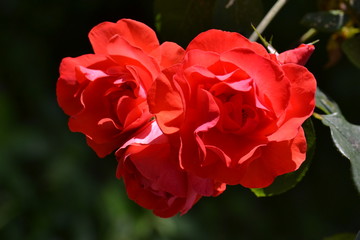 Rose rosse