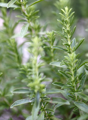 Summer savory in the garden