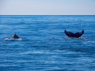 Fototapeta premium Pair of Humpback Whale Breaching in Ocean