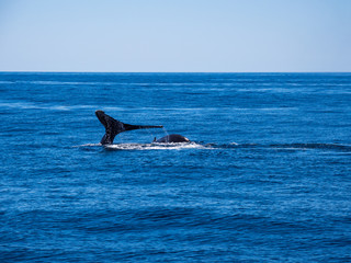 Naklejka premium Pair of Humpback Whale Breaching in Ocean