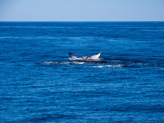 Humpback Whale Tail Breaching in Ocean Water