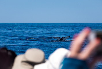 Humpback Whale Tail Breaching in Ocean Water, Tourists Watching