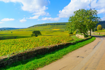 Fototapeta na wymiar Countryside in Cote dOr, Burgundy