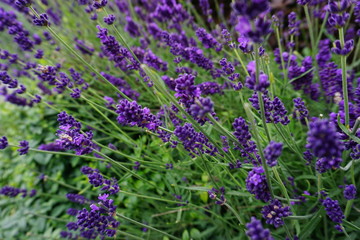 Purple Plant