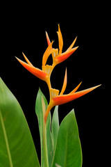 Strelitzia flower,Bird Paradise on black background