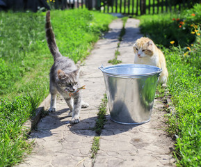 striped kitten caught fish in a bucket on a summer fishing trip