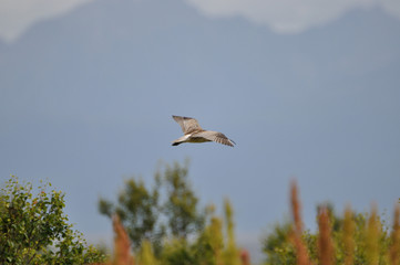 Brachvogel