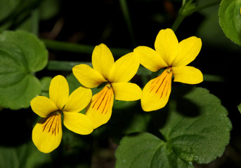 violetta gialla (Viola biflora)