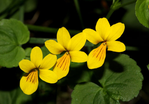 violetta gialla (Viola biflora)