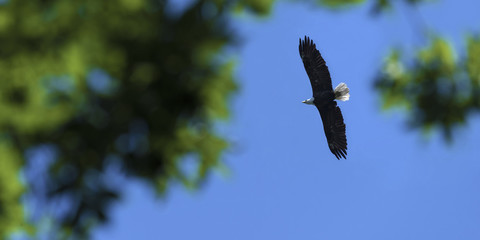 Bald Eagle in flight