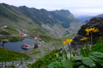 Rumunia, Karpaty Rumuńskie - Góry Fagaras, żółte kwiaty i widok z grani na Jezioro Balea Lac i...