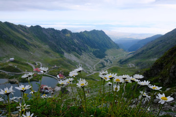Rumunia, Karpaty Rumuńskie - Góry Fagaras, białe kwiaty i widok z grani na Jezioro Balea Lac i...