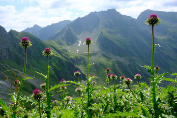 Rumunia, Karpaty Rumuńskie - Góry Fagaras,  okolice Turnul  Vartopul, widok z różowymi ostami © Iwona
